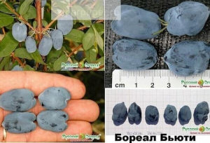 Жимолость Бореал Бьюти