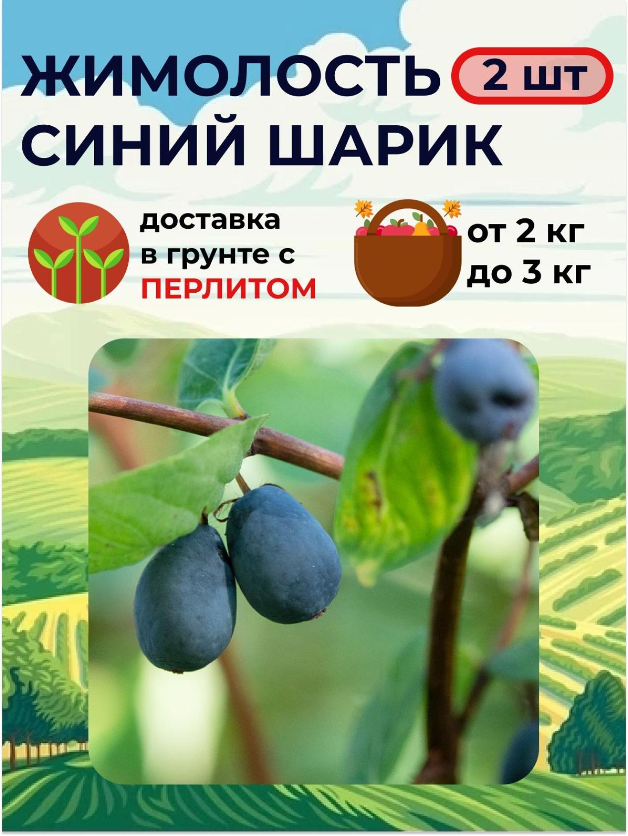 Жимолость Синий шарик