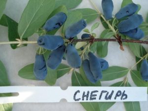 Жимолость Снегирь