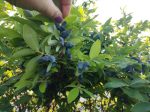 Вопрос про Жимолость Темная ночь
