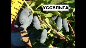 Жимолость Уссульга