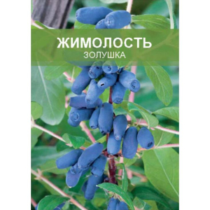 Жимолость Золушка